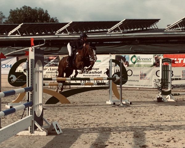 broodmare Airline (Holsteiner, 1997, from Acord II)