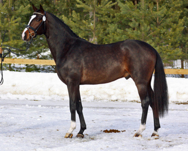 Pferd Don Saffron 151 FIN (Finnisches Warmblut, 2007, von Don Schufro)