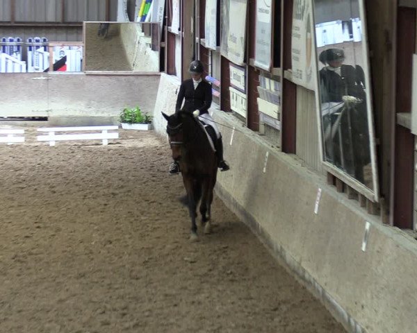 Reitturnier Springe 2024