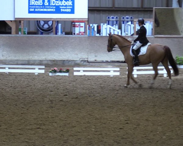 Reitturnier Springe 2024