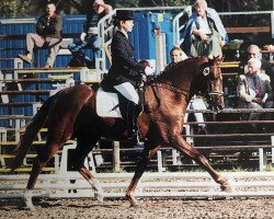 Deckhengst Flying Dream (Deutsches Reitpony, 1993, von Golden Dancer)