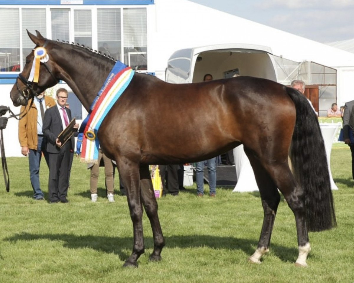 Fattrice Feenlight SK (Mecklenburger, 2015, di Franziskus FRH)