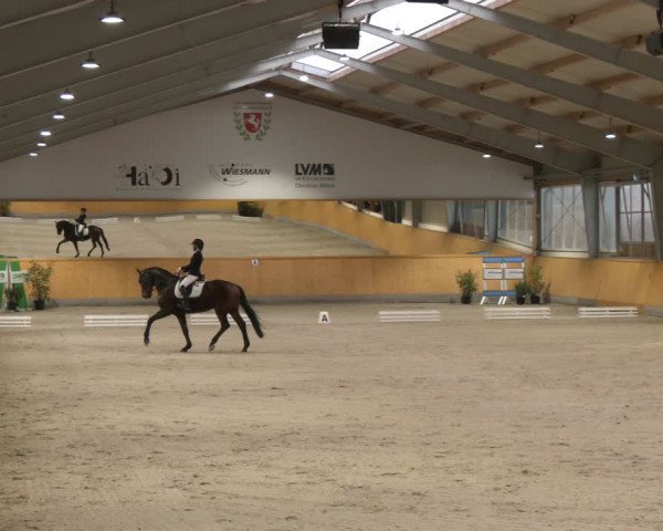 Reitturnier Münster-Amelsbüren 2024
