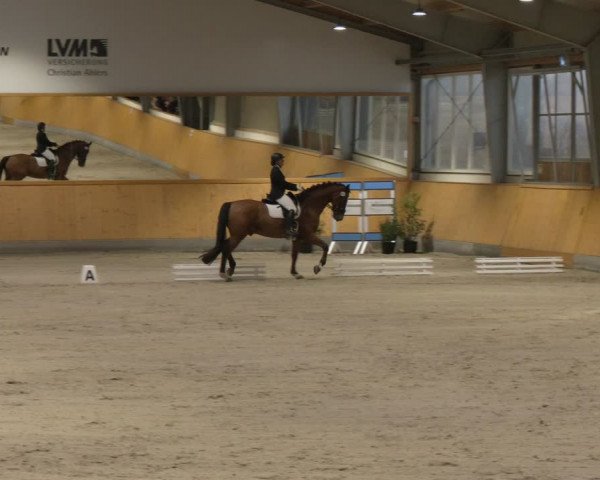 Reitturnier Münster-Amelsbüren 2024
