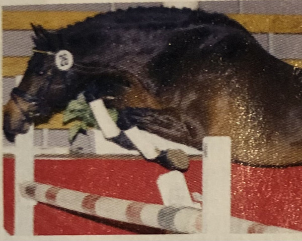 stallion Hakuna Matata (German Riding Pony, 2001, from Halifax) stallion Hakuna Matata (German Riding Pony, 2001, from Halifax)