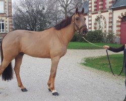 jumper Cocktail de Blondel (Selle Français, 2012, from Snaike de Blondel)
