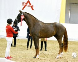 stallion Best Before Dawn ANW (Hanoverian, 2021, from Bon Courage 4)