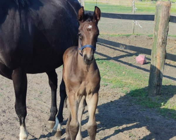 horse Escanero JL (Westphalian, 2023, from Escanto PS OLD)