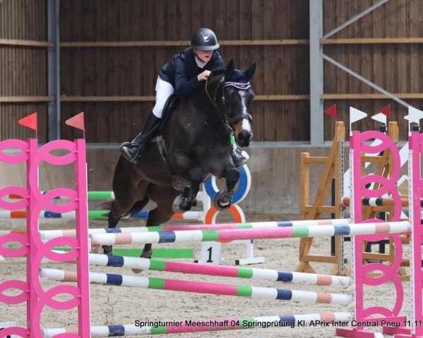 Springpferd Hero A.T. (KWPN (Niederländisches Warmblut), 2012, von Brainpower)