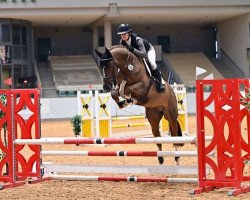 jumper Orgondo (KWPN (Royal Dutch Sporthorse), 2019, from Kannan)