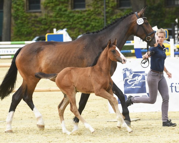 horse Stute von Zoom / Kardinal (Westphalian, 2022, from Zoom)