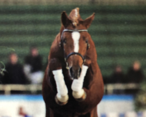 stallion Giuseppe (German Riding Pony, 2001, from FS Golden Highlight)
