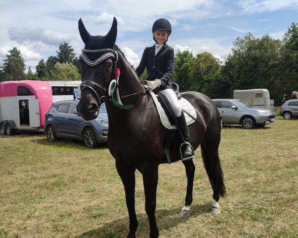 dressage horse Da Capo 227 (Hanoverian, 2013, from De Niro)
