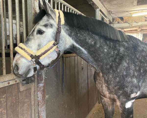 jumper Helios MW (Westphalian, 2019, from HICKSTEAD WHITE)