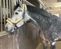 Springpferd Helios MW (Westfale, 2019, von HICKSTEAD WHITE)