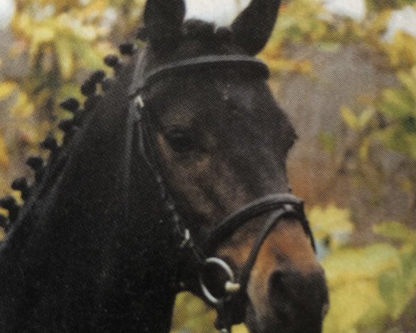 dressage horse Kronprinz (unknown, 1997, from Kaiserjaeger xx)