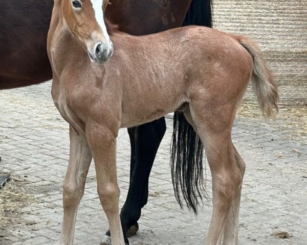 broodmare Zena Blue Z (Zangersheide riding horse, 2023, from Zirocco Blue)