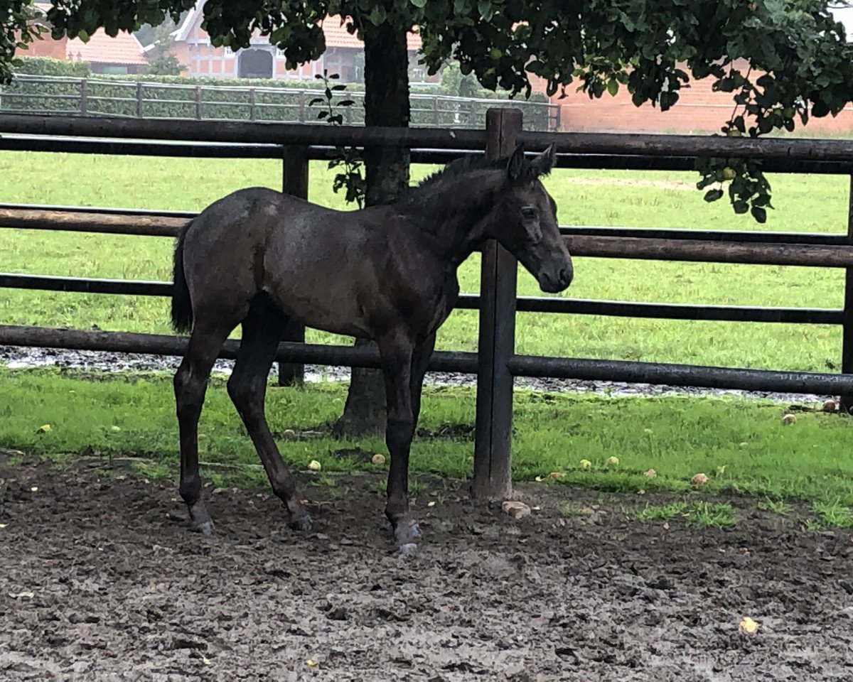 horse Quindoctro BK Z (Zangersheide riding horse, 2021, from Querido Vg)