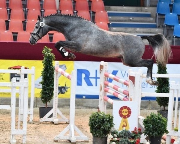 stallion Hollister (Westphalian, 2018, from HICKSTEAD WHITE)