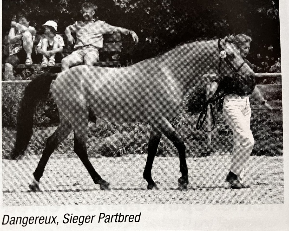 Deckhengst Dangereux (Deutsches Reitpony, 1996, von De Merel´s Demis)