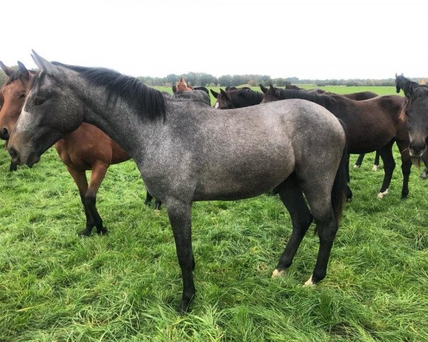 broodmare Cora (Westphalian, 2022, from Cornet's Quaprice)