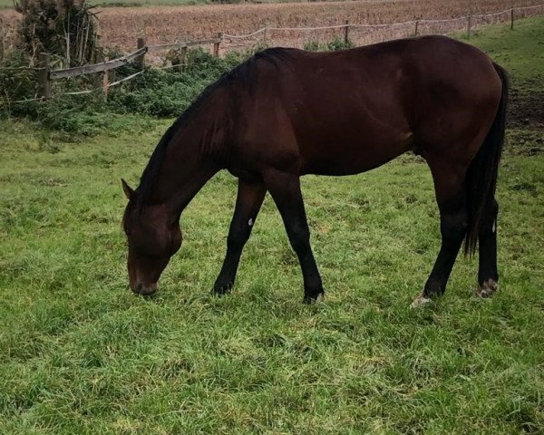 jumper Hennessy Gold (Westphalian, 2021, from VDL Harley)