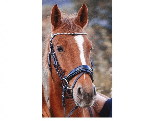horse Findus (Westphalian, 2017, from Quintus)