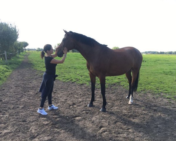 broodmare Dora (Westphalian, 2012, from Huracan)