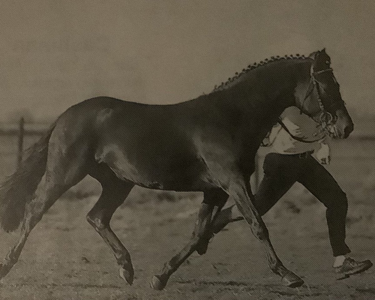 Deckhengst Veneciano (Nederlands Welsh Ridepony, 1992, von Valentino)