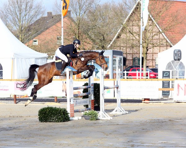 Springpferd Balous Belaja (Westfale, 2014, von Balous Diamond)