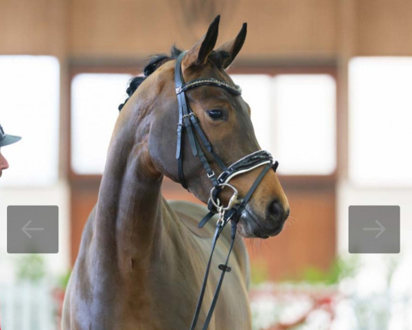 horse San Hope (Oldenburg, 2021, from Sandro Hit) horse San Hope (Oldenburg, 2021, from Sandro Hit)