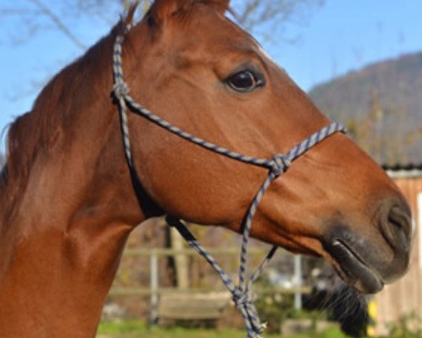 Springpferd Nobleza 6 (Deutsches Reitpferd, 2005, von Nobile)