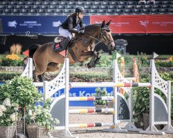 jumper Kaddo D'Alêne (Luxembourg horse, 2015)