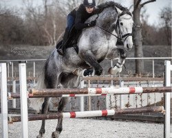 jumper Dorado 213 (German Sport Horse, 2012, from Diarado)