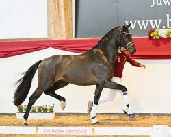 horse Vapiano (German Sport Horse, 2021, from DSP VA Bene)