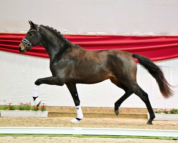 horse Veritas (Westphalian, 2021, from Vaderland OLD)