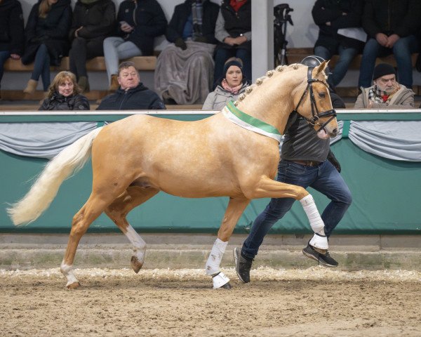 Deckhengst Next Golden Champion MF (Deutsches Reitpony, 2021, von FS Next Diamond)