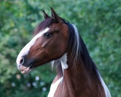 dressage horse Elli (Lewitzer, 2009)