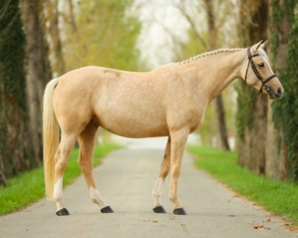 Springpferd Heidi de Bacon (Selle Français, 2017, von Quaprice Z)