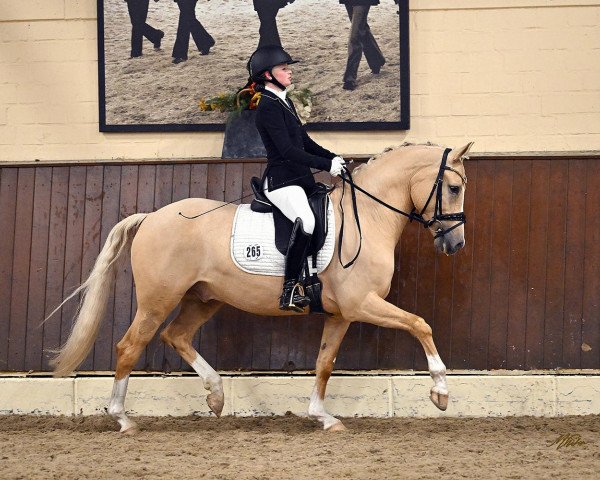dressage horse Eiluns Capalo (German Riding Pony, 2019, from Cooper County WE)