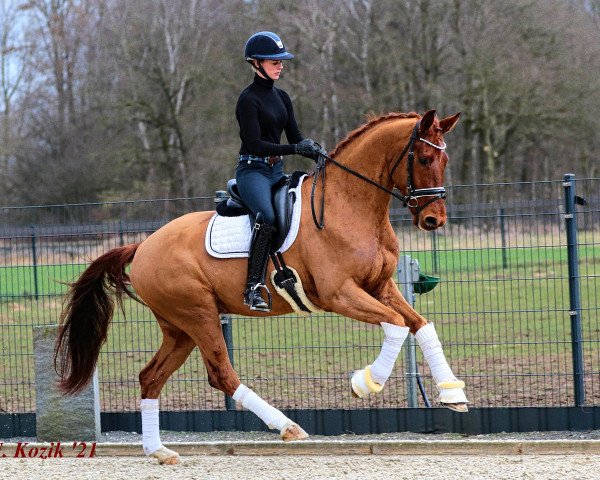 Pferd Freixenet KW (Westfale, 2017, von For Final)