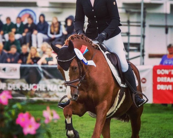 jumper Buchenhain Richard Löwenherz (German Riding Pony, 2019, from Petit Rock the Moment)