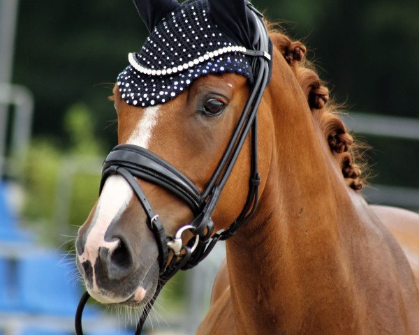 Dressurpferd Dorian Gray 61 (Deutsches Reitpony, 2019, von Dynamite Nobel)