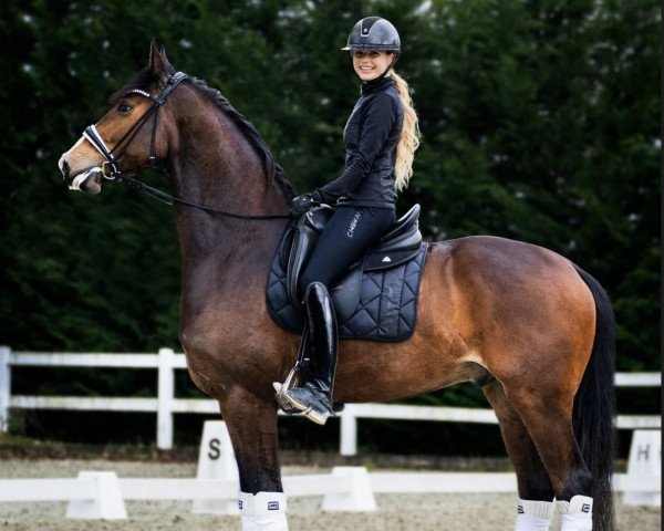 dressage horse Diego Santiago (Hanoverian, 2020, from Da Costa)