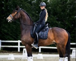 dressage horse Diego Santiago (Hanoverian, 2020, from Da Costa)