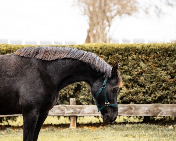 broodmare Gaylina (KWPN (Royal Dutch Sporthorse), 2011, from Apache)