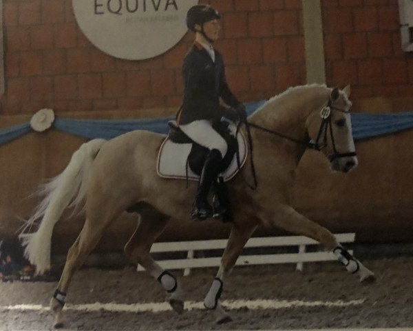 Deckhengst Voodoo Cr (Deutsches Reitpony, 2009, von Voyager 2)