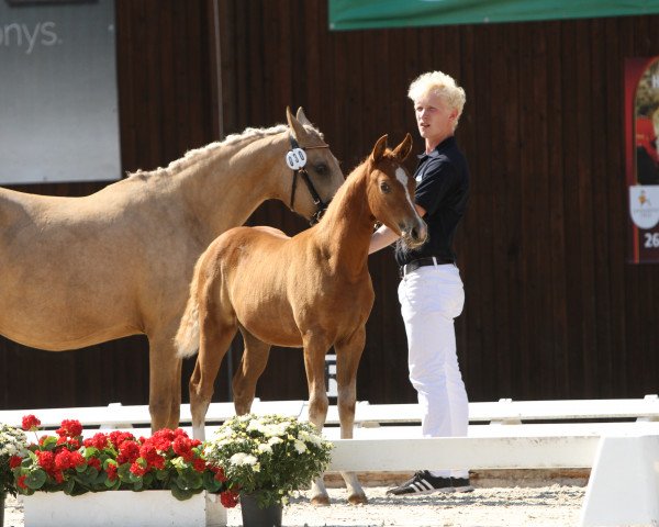 horse Köhlhorsts Luxusliese (German Riding Pony, 2022, from FS Next Diamond)