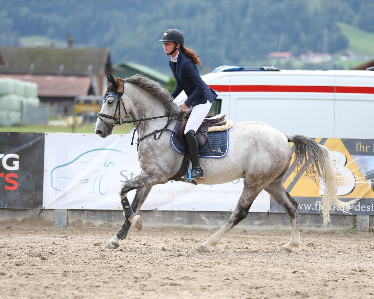 Springpferd Zilver With Chilli (Zangersheide Reitpferd, 2017, von Zilverstar T)