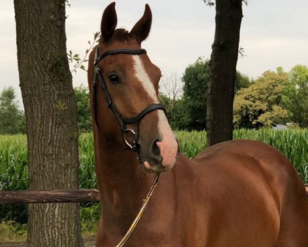 horse Rio (KWPN (Royal Dutch Sporthorse), 2019, from For Ferrero)